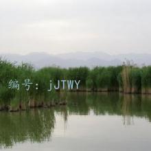 ʼ