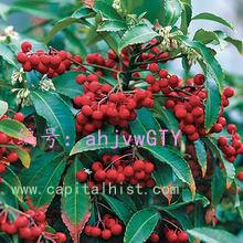 չ滮