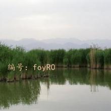 ʼ