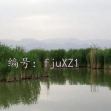 ̨