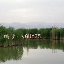 ̨