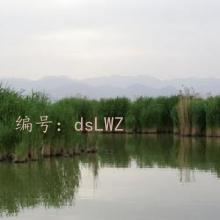ջ