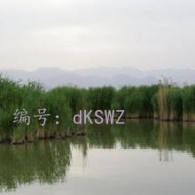 ƻ