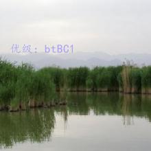 ̫