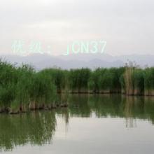 ׼
