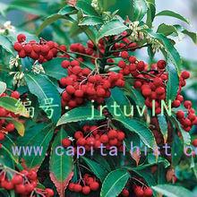 չ滮