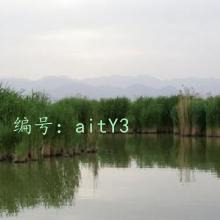 ׼
