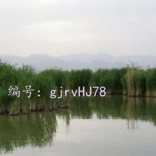 ǰ